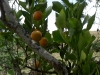 citrus-honey-tangering