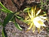 flowering-dragon-fruit
