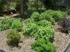 herb-basil-parsley-cilantro