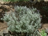 herb-lavender
