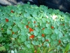 herb-red-nasturtium