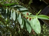 herb-sauropis-flowering