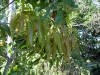 mango-white-pirie-new-leaf-flush