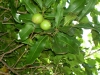 nut-macadamia