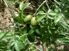 nut-malabar-chestnut