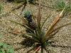 sugarloaf-pineapple