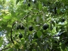 avocado-dwarf-whitsell