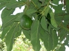 avocado-house-seedling