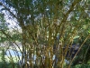 bamboo-green-stripe
