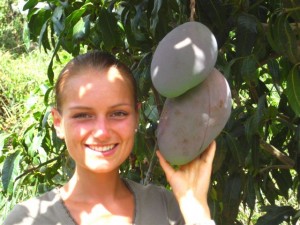 mangos as big as your head